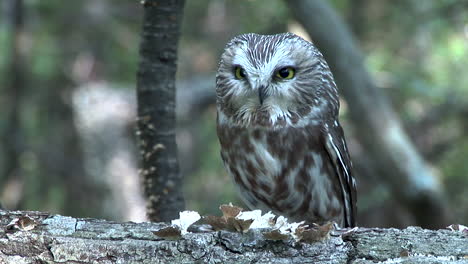 Saw-whet-owl-sitting-on-log-in-forest