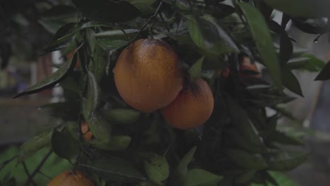 Orangenbaum-Auf-Dem-Rücken