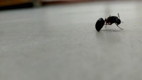 a-single-ant-caring-its-antenna