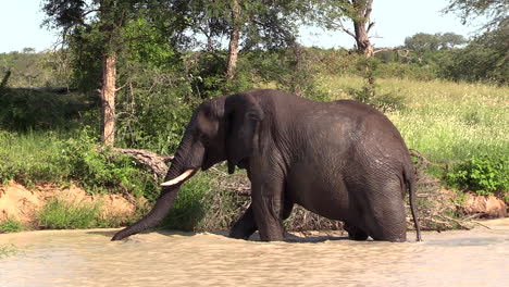 An-elephant-bull-moving-through-shallow-waters-in-Timbavati-Game-Reserve,-South-Africa