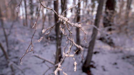 snow-and-ice-covered-tree-limb