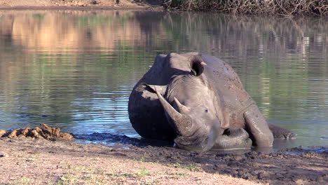 Un-Rinoceronte-Blanco-Durmiendo-Pacíficamente-Al-Borde-De-Una-Pequeña-Fuente-De-Agua-En-Sudáfrica