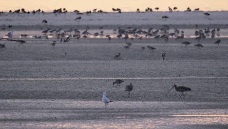 Shorebirds-at-Wetland,-Far-Eastern-Curlew-and-Bar-Tailed-Godwit,-NZ