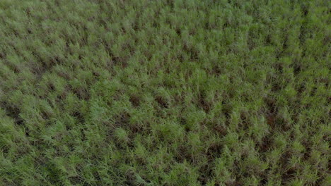 Luftaufnahme-Einer-Zuckerrohrplantage-In-Brasilien