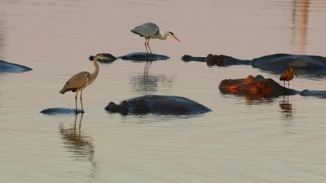 Grey-herons-standing-on-submerged-hippos,-Kruger-National-Park,-South-Africa