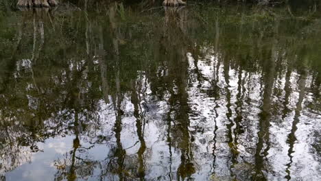 Alligator-Sitzt-Im-Plätschernden-Wasser-Mit-Baumreflexionen