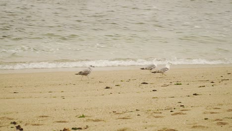 Bunch-of-seagulls-resting-in-beach-of-Angeiras-in-Lavra,-Porto,-Portugal