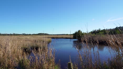 A-tidal-river-in-the-Donnelly-Wildlife-Management-Area,-Green-Pond,-South-Carolina