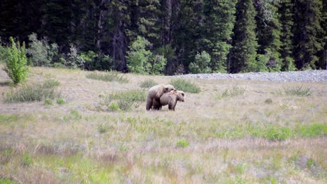 Canadian-grizzly-bears-mate-and-female-runs-off,-long-shot