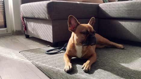 A-small-French-bulldog-lies-on-the-carpet-and-proudly-looks-ahead-in-the-lens-in-slow-motion