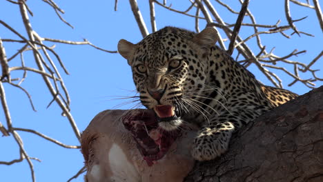 Close-up-of-an-angry-leopard-snarling,-hissing-and-growling-as-it-protects-a-fresh-kill-from-up-in-a-tree