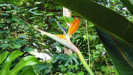 HD-Hawaii-Kauai-slow-motion-medium-handheld-shot-moving-into-a-tight-shot-of-a-bird-of-paradise-flower