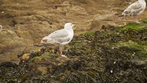 Closeup-of-tagged-seagull-walking-at-the-edge-of-sea-water-at-sandy-beach