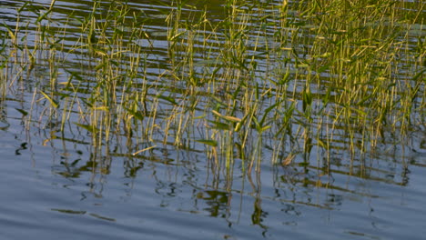 Pan-across-reeds-growing-in-a-lake