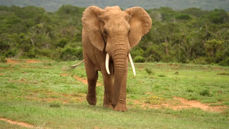 Elefante-Despreocupado-Caminando-Hacia-La-Cámara-Balanceando-Su-Trompa