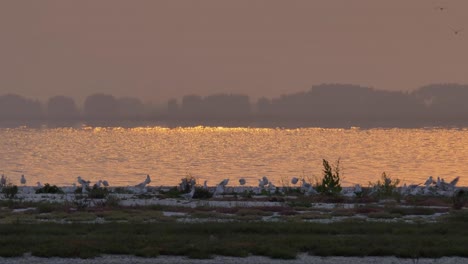 Shoreline-with-Seagulls-and-Red-Lake-Reflection-at-Sunset,-Medium