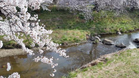Vista-Del-Paisaje-De-La-Hermosa-Flor-Natural-De-Sakura-Con-El-Fondo-De-Un-Pequeño-Canal-Con-árboles-De-Sakura-En-Ambos-Lados-Del-Canal-Con-Plena-Floración-En-El-Sol-De-Primavera-Durante-El-Día