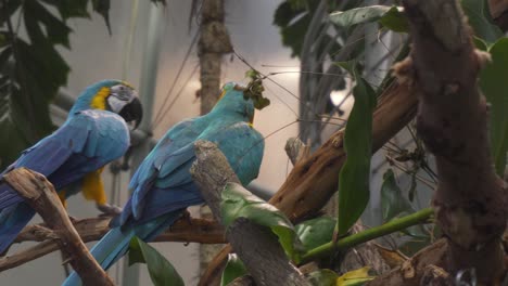 Close-Up-shot-of-two-beautiful-colored-parrots-sitting-on-a-tree-bough-and-playing-with-each-other-in-the-tropical-rainforest-at-the-Academy-of-Sciences-in-San-Francisco-California
