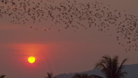Enormous-Colony-Of-Bats-Flying-Through-Shot-In-Formation-Over-Jungle-As-Sun-Sets-In-Background-In-4K