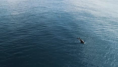 Vistas-Aéreas-De-Delfines-Navegando-Y-Rompiendo-La-Superficie-Del-Agua