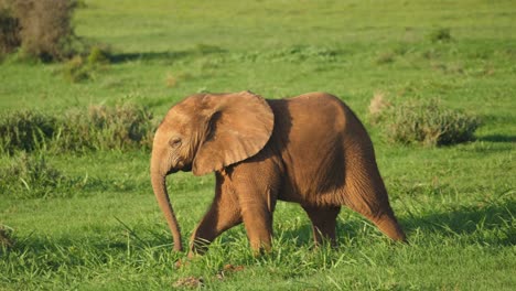 Cute-funny-baby-African-elephant-walking-between-adults-at-sunset,-slow-motion
