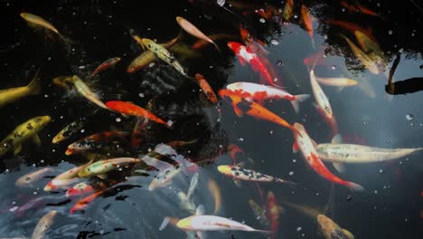 Various-colors,-size-and-variety-of-carp-koi-fish-swimming-in-a-pond---static-shot
