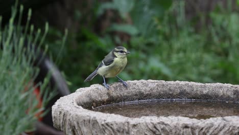 A-juvenile-Blue-Tit,-Cyanistes-caeruleus,-drinking-from-a-bird-bath