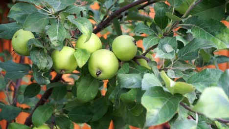 Muchas-Manzanas-Orgánicas-En-Una-Rama-De-Manzano-Ondeando-Y-Moviéndose-De-La-Brisa-Del-Viento