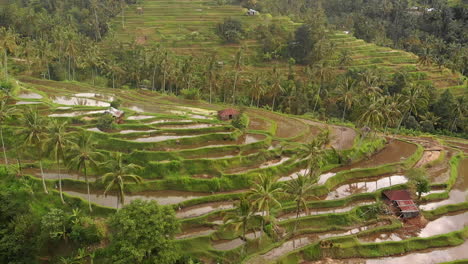 Abgelegenes-Balinesisches-Dorf-Mit-Reichen-Reisfeldern,-Die-Mit-Kokospalmen-Bedeckt-Sind