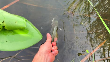 Large-mouth-bass-release-back-into-lake-from-the-bank