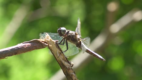 Macro-shot-of-dragonfly-sitting-on-wooden-branch-in-nature-during-sunny-day
