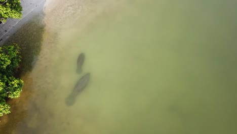 Mother-and-baby-manatee-swimming-near-shore-with-school-of-small-fish-near-them