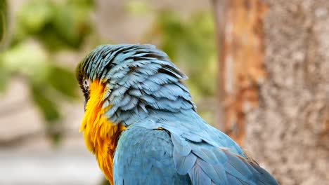 Hübscher-Ara-Ara-Papagei-Posiert-Wie-Ein-Model-In-Die-Kamera,-Nahaufnahme