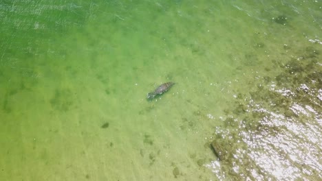 Manatee-swimming-in-clear-ocean-water-in-Florida-and-breathing-air