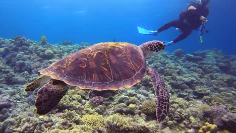 Grüne-Schildkröte-Schwimmt-über-Korallenriff-Mit-Extremtaucher-Im-Hintergrund