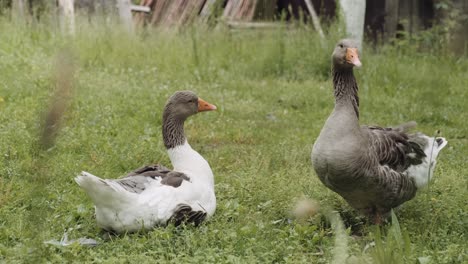 Pair-of-domesticated-farmyard-geese-with-one-honking-while-the-second-rests-on-grass-viewed-past-blurred-vegetation