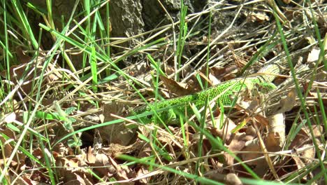 Eine-Männliche-Zauneidechse-Mit-Den-Farben-Der-Paarungszeit-Sucht-Zwischen-Den-Blättern-Und-Dem-Gras-Nach-Insekten