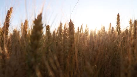 Sunshine-through-Golden-wheat-field-moving-by-the-wind-in-slow-motion-with-narrow-focus