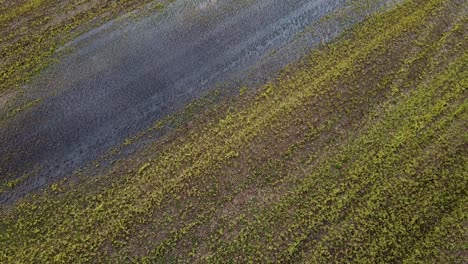 Aerial-birdseye-view-of-fresh-green-flooded-cereal-field-in-overcast-spring-day,-farming-agriculture-and-food-production,-wide-angle-drone-shot-moving-backwards