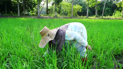 paddy-field-grass-removal-by-farmer