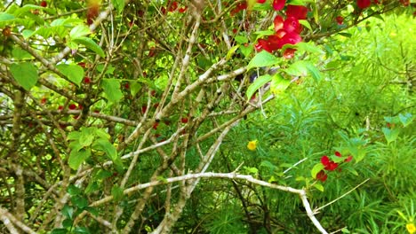 HD-Hawaii-Kauai-Zeitlupe-Boomt-Vom-Boden-Eines-Busches-Mit-Ein-Paar-Roten-Blumen,-Vorbei-An-Weiteren-Roten-Blumen-Im-Vordergrund,-Bis-Hin-Zu-Vielen-Roten-Blumen-Auf-Büschen