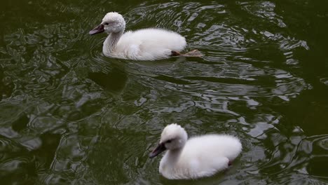 Cygninae-one-and-a-half-year-old-young-Swan-cygnets-swimming-in-a-natural-green-lake-bevy-wedge-male-and-female-siblings-sacred-greek-tradition