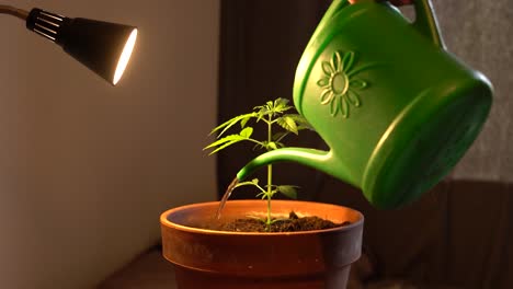 Anonymer-Mann-Pflegt-Selbst-Angebaute-Cannabispflanzen,-Gießt-Cannabispflanzen-Und-Kultiviert-Sie