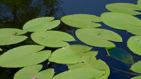 Close-up-shot-of-Green-Water-Lilies-swimming-on-water-surface-in-summer