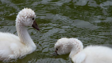 Cygninae-one-and-a-half-year-old-young-Swan-cygnets-swimming-in-a-natural-green-lake-bevy-wedge-male-and-female-siblings-sacred-greek-tradition