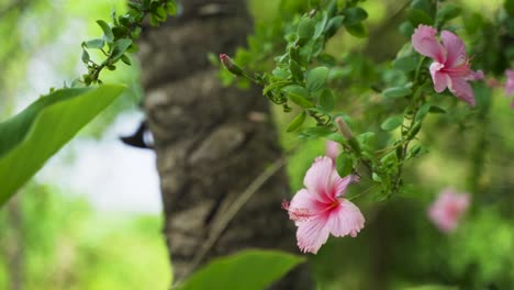 Rosa-Hibiskusblüten-Inmitten-üppiger-Vegetation,-Die-Im-Wind-Weht