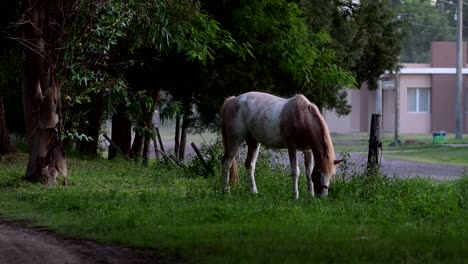 A-horse-grazes-in-a-park-in-a-rural-village-in-Santa-Fe,-Argentina