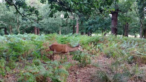 A-female-deer-is-seen-very-close-in-an-area-surrounded-by-trees