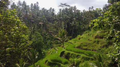 Pan-down-of-Tegalalang-Rice-Paddies-in-Ubud,-Bali,-Indonesia