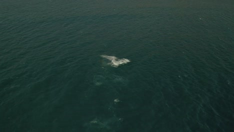 Aerial-Footage-of-a-Humpback-Whale-Jumping-out-of-Water